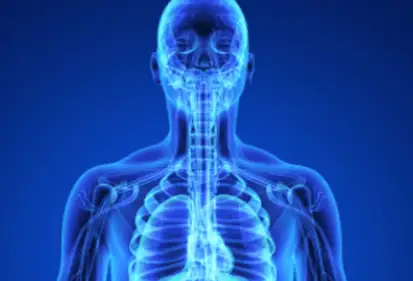 Glowing blue X-ray style view of a human skeleton and organs