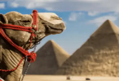 A camel in front of the pyramids under a blue sky